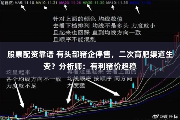 股票配资靠谱 有头部猪企停售，二次育肥渠道生变？分析师：有利猪价趋稳